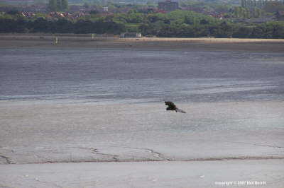 Brean Down Viewpoint